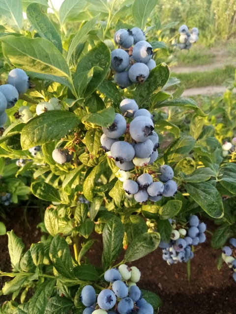 I will sell blueberry, 500 kg daily, fresh, with coating, torn every day