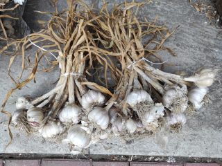 I will sell dirty harnaś garlic, with haulm and