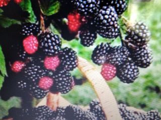 Hello, I am selling blackberries, freshly picked orders and