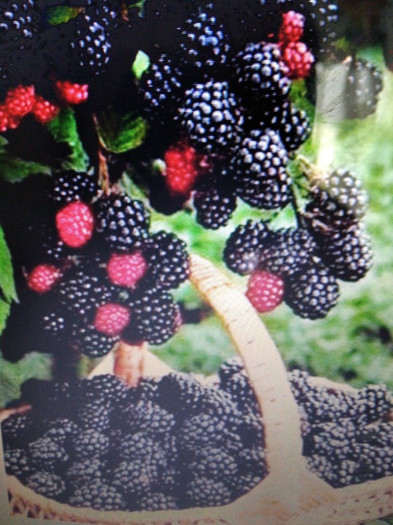 Hello, I am selling blackberries, freshly picked orders and information can be obtained by calling