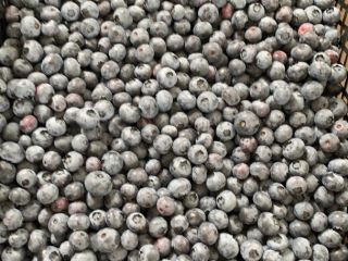 I will sell a freshly torn blueberry, caliber from