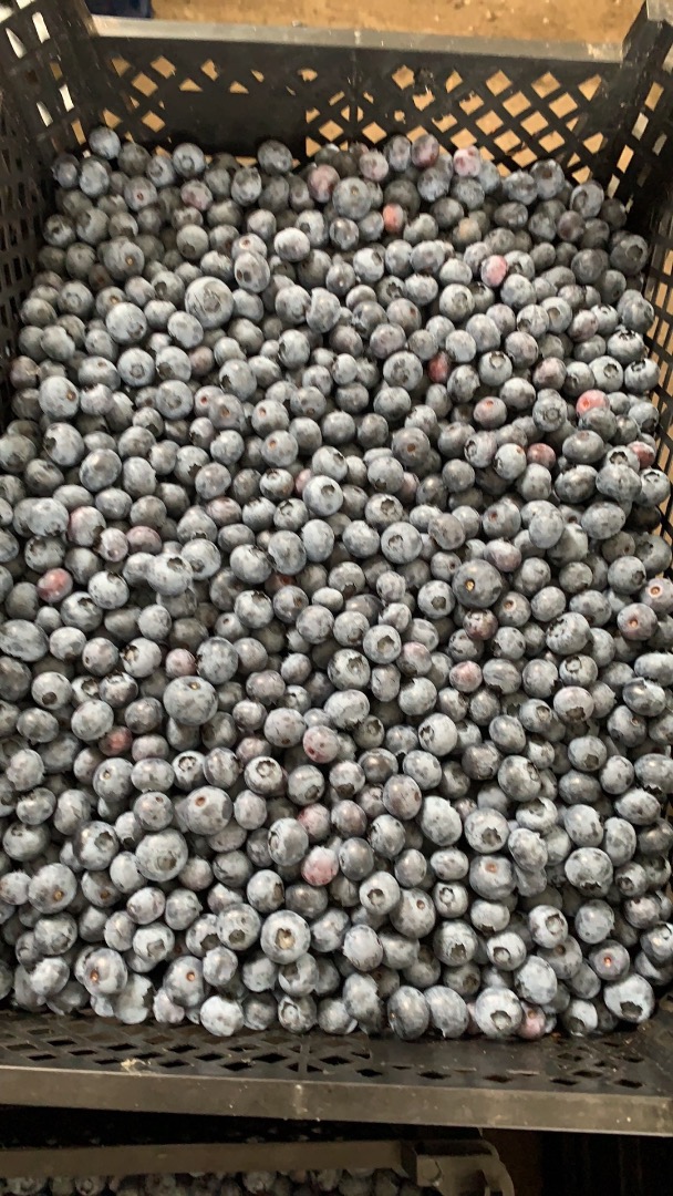 I will sell a freshly torn blueberry, caliber from 12mm to 30mm