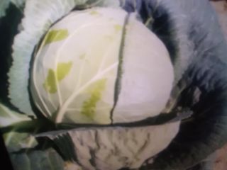 I will sell white cabbage, 2 to 4 kilos