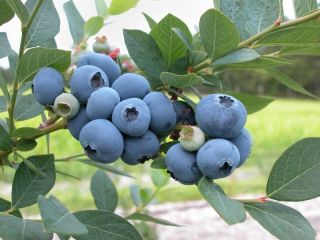 Bilberries with an ecological certificate - eco-guarantee Price is