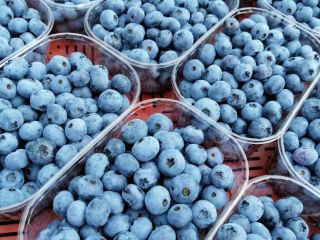 I will sell blueberry varieties: Blue crop, bonus and