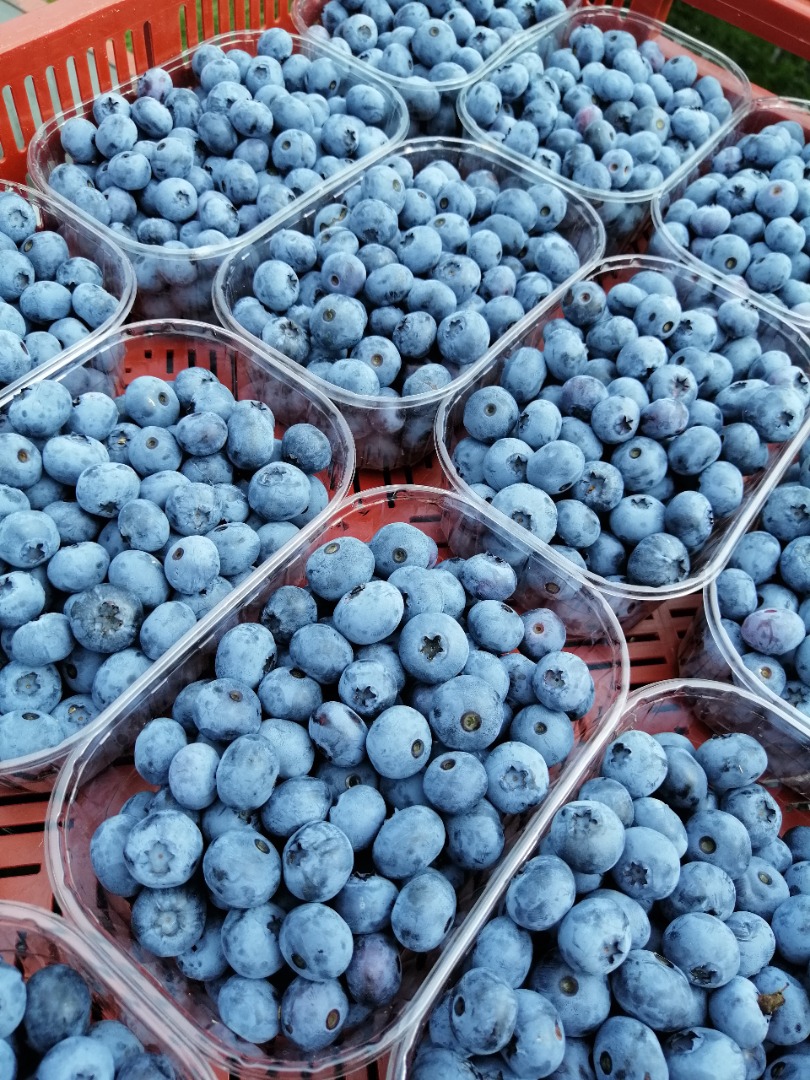 I will sell blueberry varieties: Blue crop, bonus and nelson