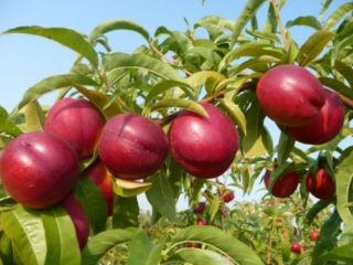 Sell nectarine "Stark Red Gold"
