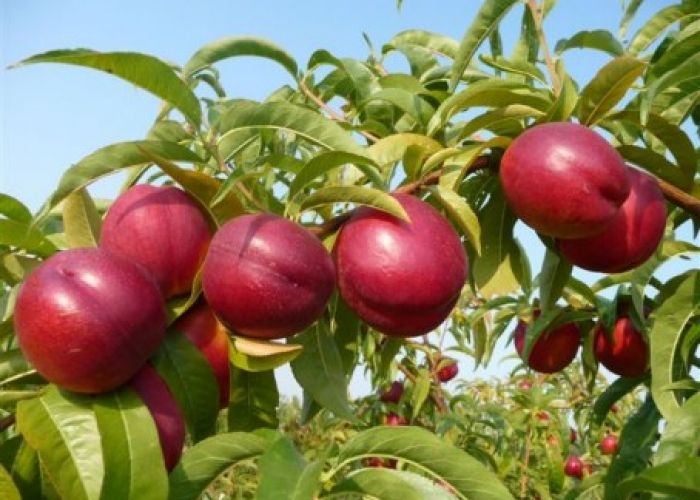 Sell nectarine "Stark Red Gold"