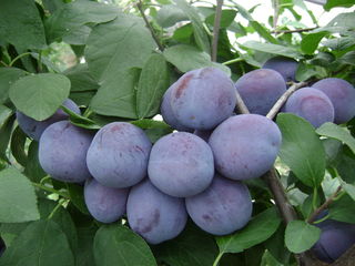 Sell seasonal plums