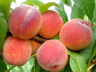 We will sell "Redhaven" peaches
