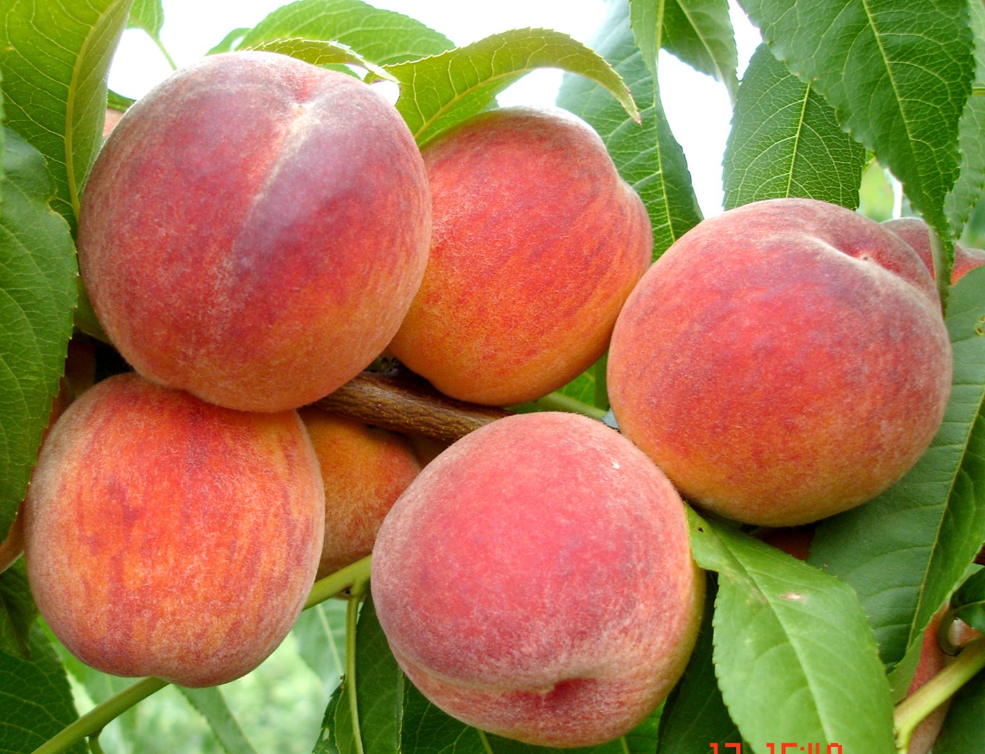 We will sell "Redhaven" peaches