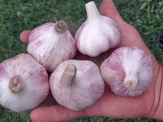 We sell quality garlic