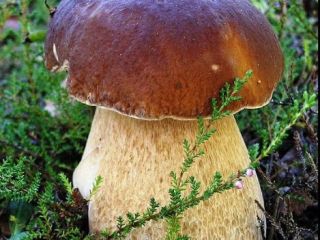 I will buy fresh boletus, chanterelles, boletus mushrooms from