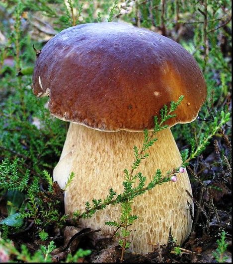 I will buy fresh boletus, chanterelles, boletus mushrooms from pickers or traders