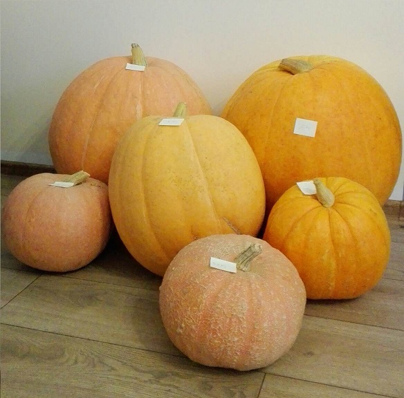 Hello, at the turn of August and September 2021 I will have about 1-5 tons of giant pumpkin - bambino, feel free to contact, price to be agreed - Regards, Arek