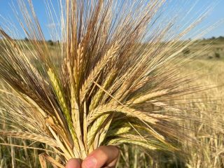 I am selling the 2021 barley crop on an
