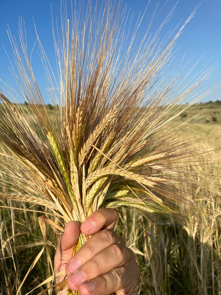 I am selling the 2021 barley crop on an area of 12 HA
