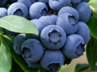 I will sell blueberries. Picked up every day. Contact