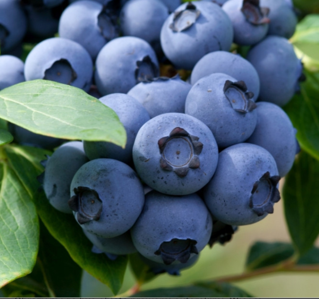 I will sell blueberries