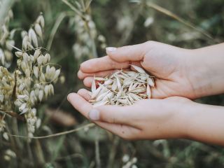 I will sell consumption oats, harvested in 2021, Perun