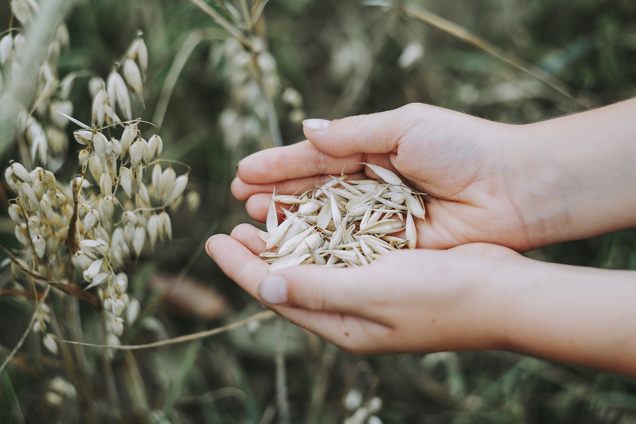 I will sell consumption oats, harvested in 2021, Perun C1 variety