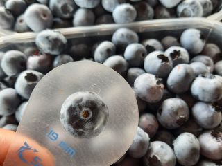 I will sell American blueberry torn every day in