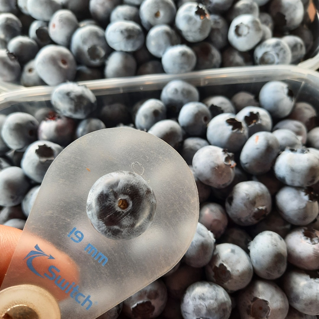 I will sell American blueberry torn every day in the amount of 500-1000 kg