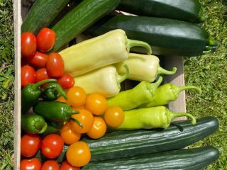 I am looking for large batch year round vegetables