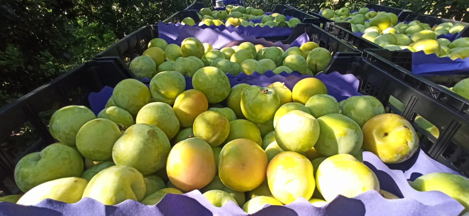 Laverida will sell the Spanish CIRUELA BLANCA plum
