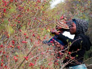 Wild Rosehip berries harvested from the mountains of Lesotho.