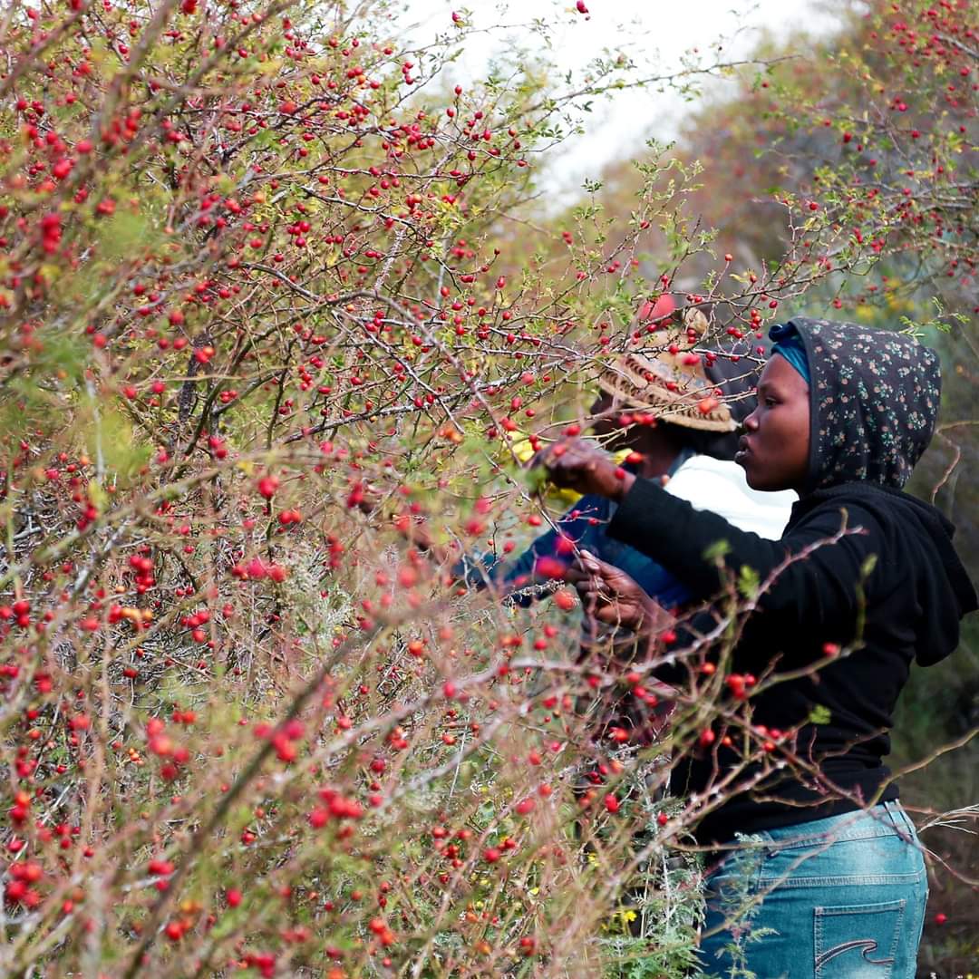 Wild Rosehip berries harvested from the mountains of Lesotho