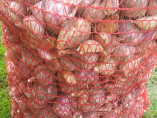 Harnaś garlic for sale - cut into kilograms. The