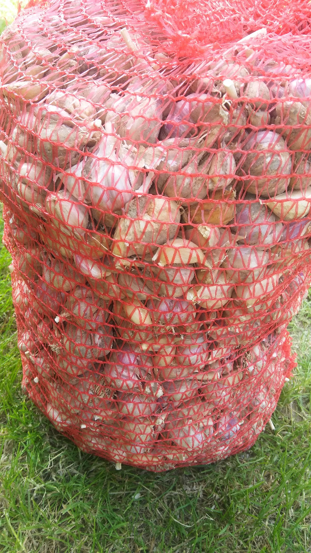 Harnaś garlic for sale - cut into kilograms