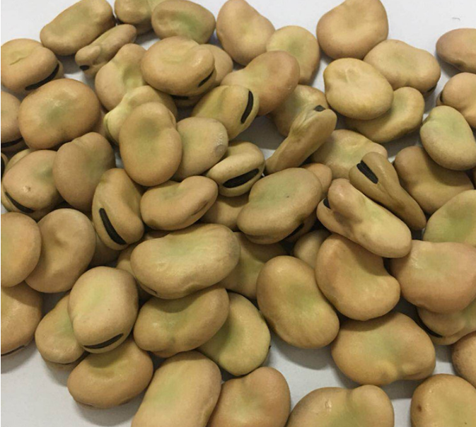 Broad Beans 1