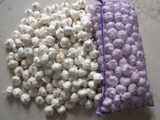 garlic has obvious advantages, such as large size, rich