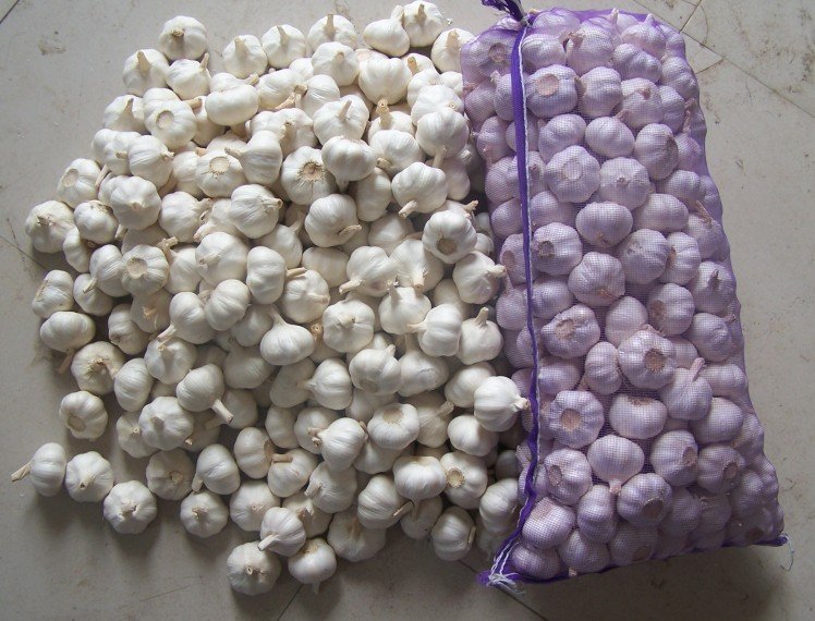 garlic has obvious advantages, such as large size, rich succulent taste, pure spicy taste, crispy and delicious, no loose petals, mildew resistance, rot