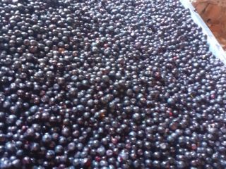 I sell fresh blueberries from the Hunedoara mountains, delivery