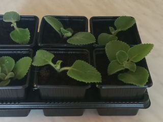 Good morning, I have Mexican mint for sale, plants