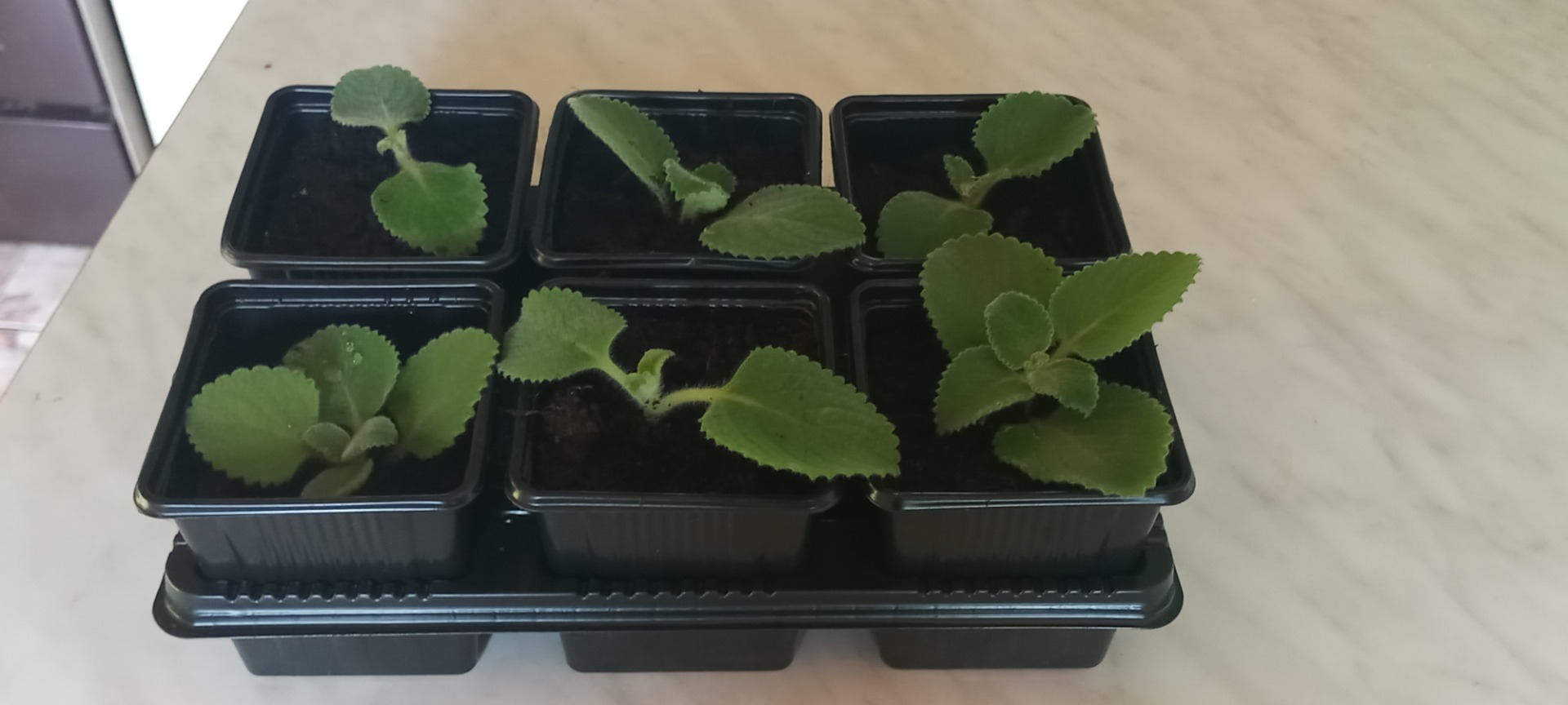 Good morning, I have Mexican mint for sale, plants and larger bouquets