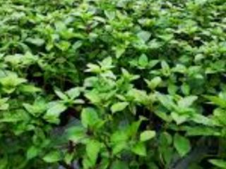 I am selling Macedonian lemon flavored basil, production 2021.