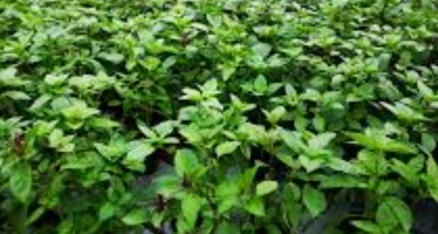 I am selling Macedonian lemon flavored basil, production 2021