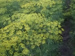 I will sell dill for cucumbers, ambrosia and emerald
