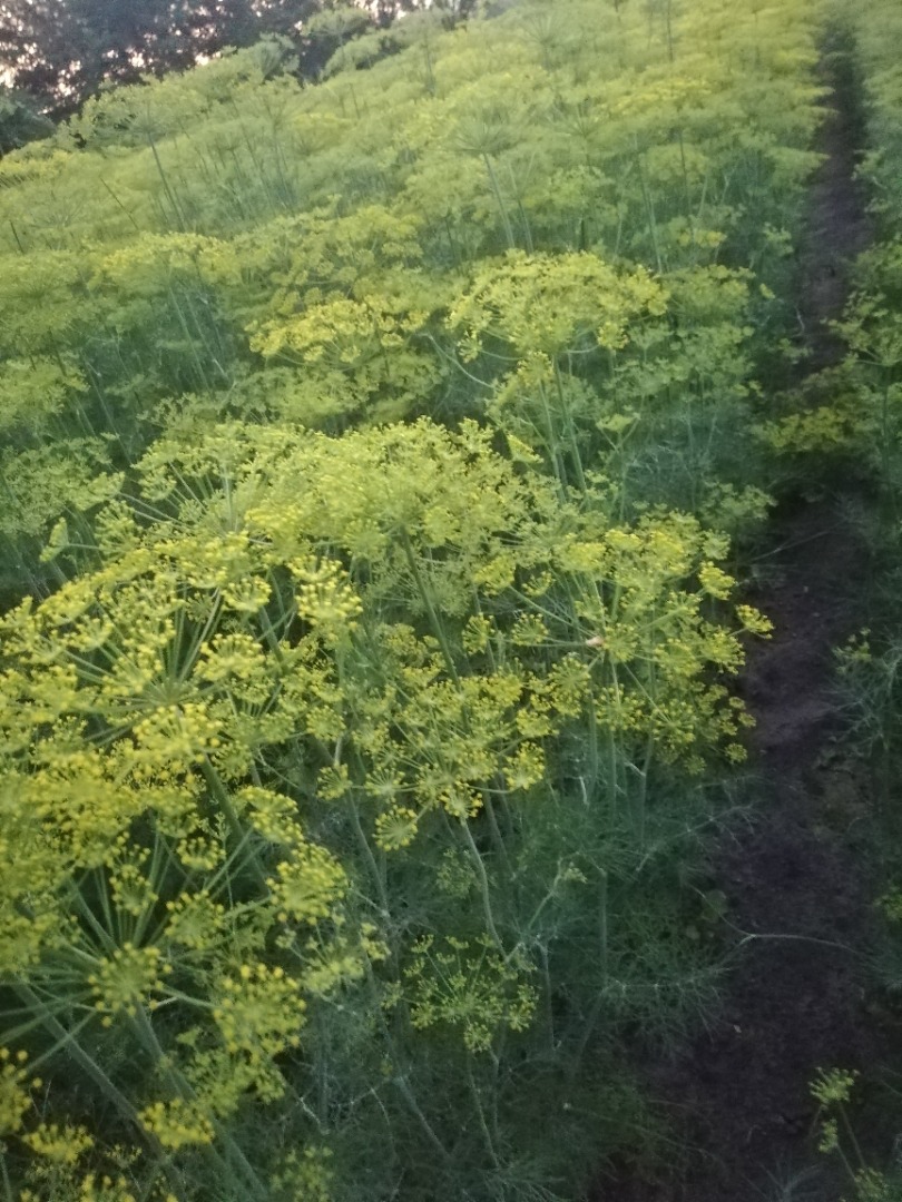 I will sell dill for cucumbers, ambrosia and emerald variety