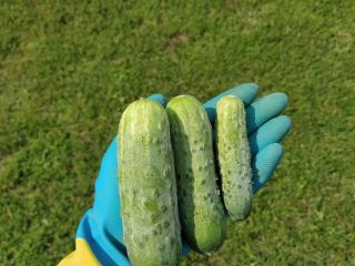 I will sell ground cucumbers, Atomic variety Single (up
