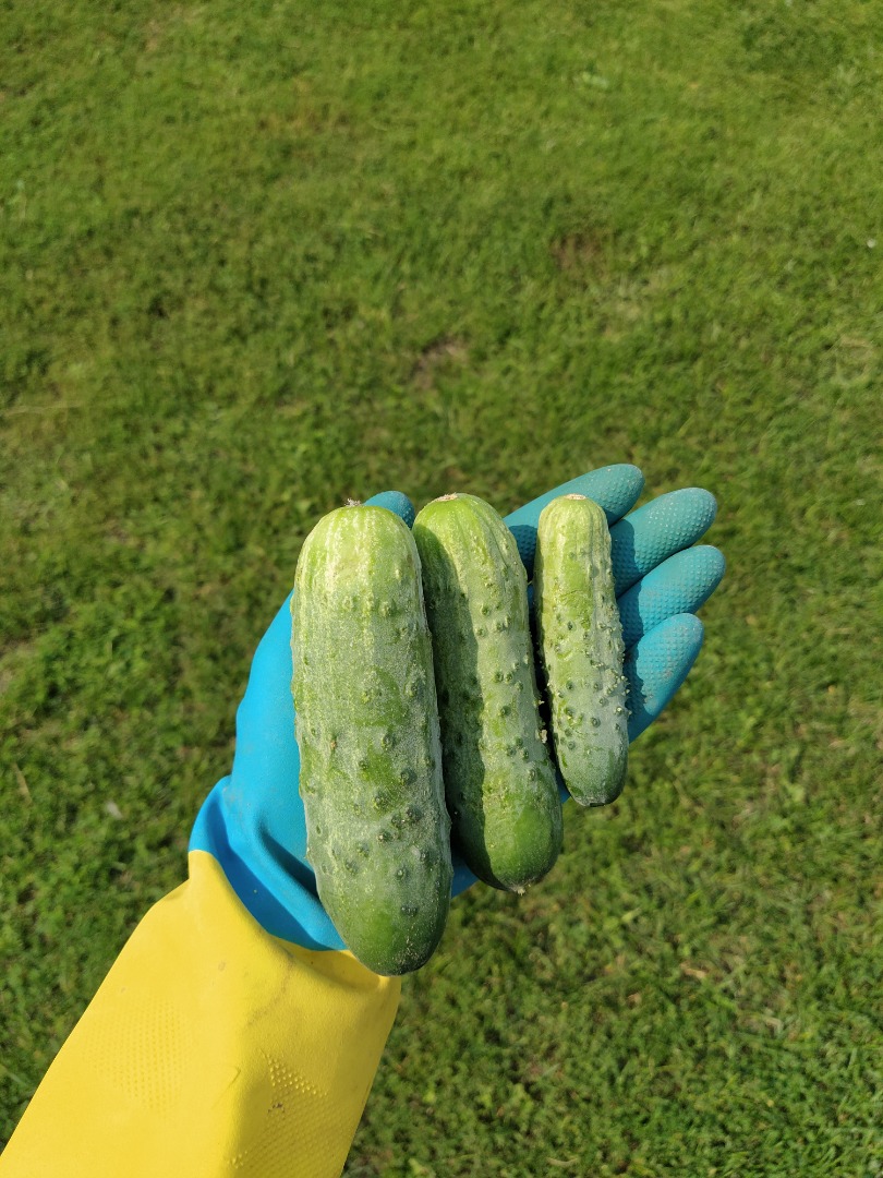 I will sell ground cucumbers, Atomic variety Single (up to 9cm) 2.60 PLN Two (up to 12cm) 1.20 PLN Three (up to 16cm) 0.40 PLN