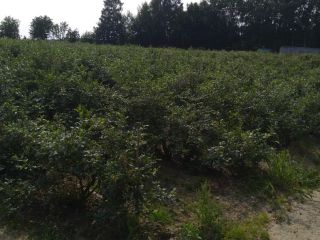 I will sell blueberry from my own plantation straight