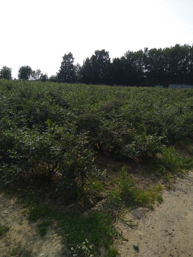 I will sell blueberry from my own plantation straight from the bush, no more information by phone