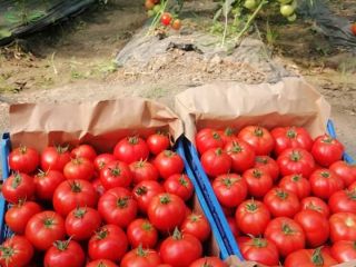 I am selling tomatoes from 2 unpaved solariums wholesale