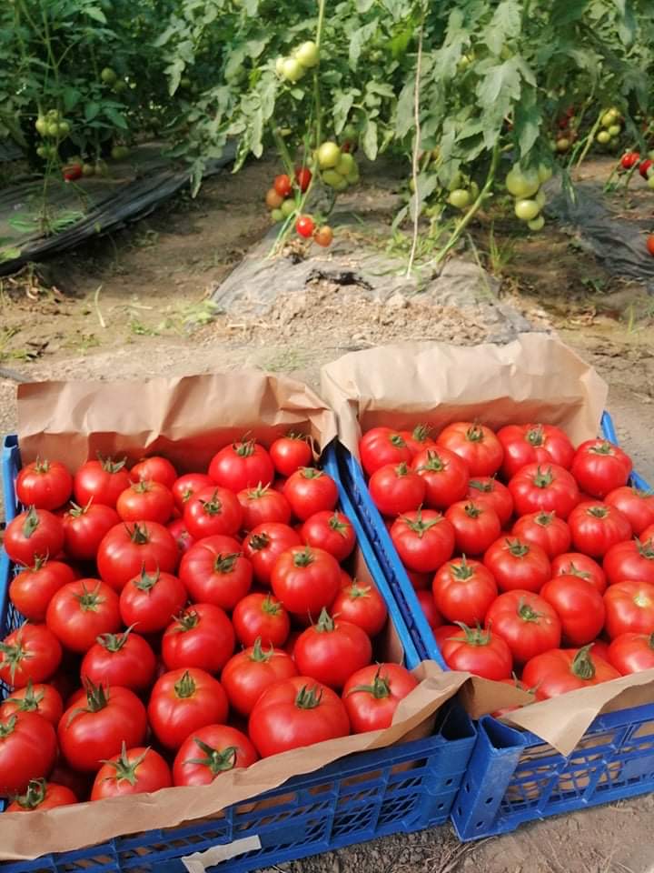 I am selling tomatoes from 2 unpaved solariums wholesale all over the country with delivery in 2-3 days! Negotiable price, with manufacturer's certificate!