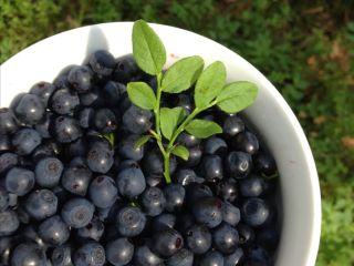 I will sell forest blueberries by liters or kilograms